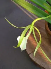 トミトミ