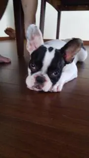 もんた