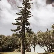 TTの画像