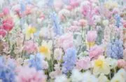 ai☆お気軽にコメントくださいの画像