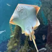 えいりすの画像