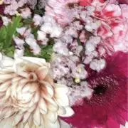 PGの画像