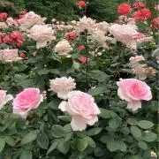 ROSEの画像