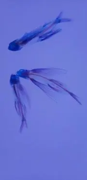 ユーリの画像