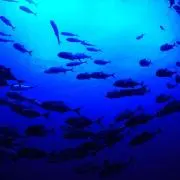 ペココの画像