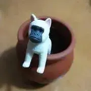 まみの画像