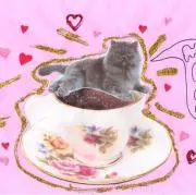Meowの画像