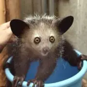 てんねんすいの画像