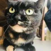 ゆづ。(商品は圧縮して発送します。)の画像