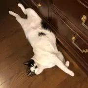 スエキチの画像