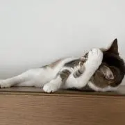 ねこねこねこの画像