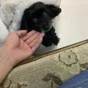 あこぱんち