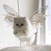 シナモンの画像