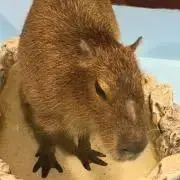 かぴ【断捨離中】の画像