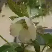 れんの画像