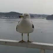 とまとの画像