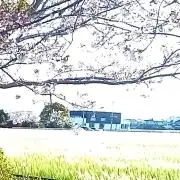 奥平　商品整理の為徐々に削除していますの画像