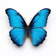 Atelier Butterflyの画像