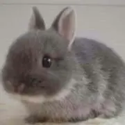 うさ★プロフ必読のお願い(^_^)