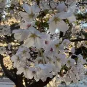 きき【在庫処分中・まとめ買い可】の画像