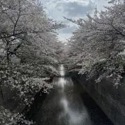 桜丸の画像