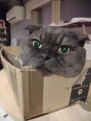 アンの画像