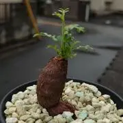 SR311 幌フレーム 曲がりあり - メルカリ