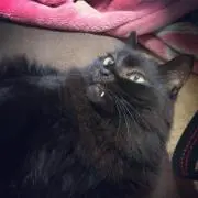 ねこの画像