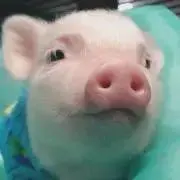 ひまわり プロフ必読の画像