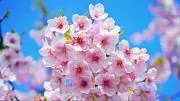 桜華の画像