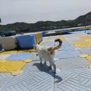 恩送りイユの画像