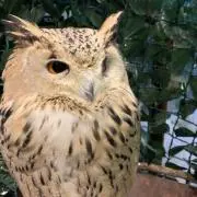 くん