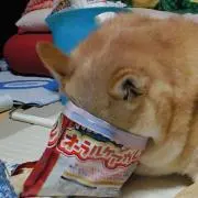 流菜子