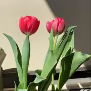 ちゅーりっぷ