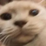 ホンビノス貝