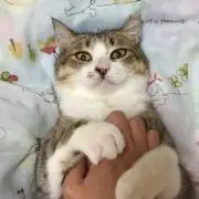 にこっぷの画像