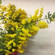 ミモザ