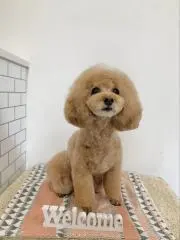 ちょこ