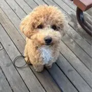葵の画像