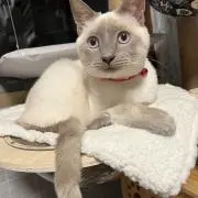にゃん吉