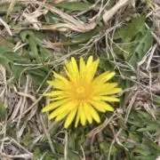 さちの画像