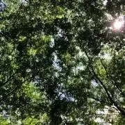 noop.ticoの画像