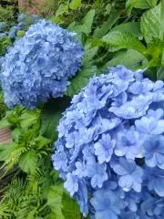 ジジ★フォロー割あります(*^^*)★の画像