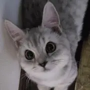 もぐもぐ猫の画像
