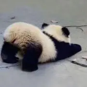 ひろろの画像