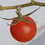 ketchupの画像