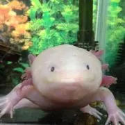健一