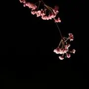 さくら〈プロフ必読お願いします！〉