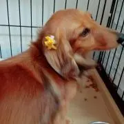 るーた