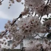 さくらの画像